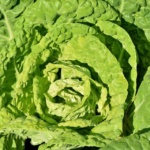 cabbage