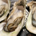 oysters